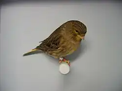 Canari de race Gloster, variété Consort