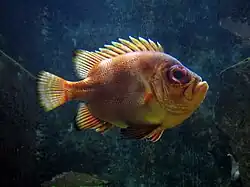 Pristigenys serrula.