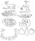 Objets en pierre avec dessins et signes.