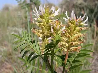 Description de l'image Glycyrrhiza lepidota (4008299668).jpg.