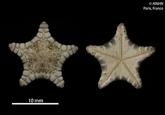 Glyphodiscus perierctus (MNHN).