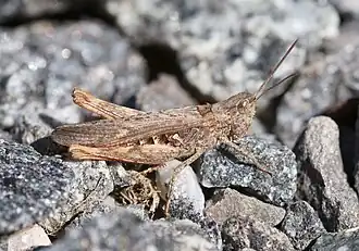 Chorthippus brunneus