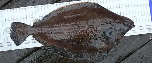 Glyptocephalus stelleri.