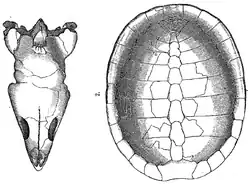 Glyptops sp. (Pleurosternidae)