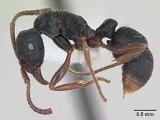 Description de l'image Gnamptogenys striatula casent0173386 profile 1.jpg.