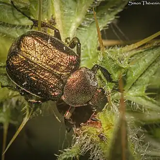 Description de cette image, également commentée ci-après