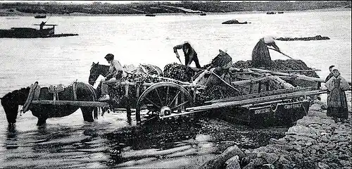 Goémoniers à bord d'un bateau du Conquet vers 1930.