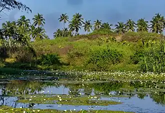 Étang au village de Borim, dans l'arrière-pays goanais, situé en bordure de la vallée du Zouari.