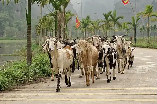 Troupeau de chèvres à Ninh Hải.