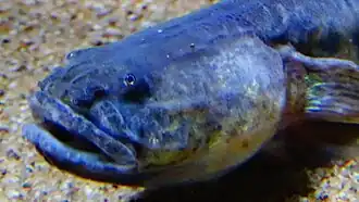 Gobioides broussonnetii