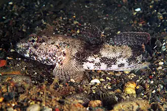 Description de l'image Gobius cobitis 03-01-09 DSCF6562.jpg.