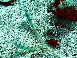 Gobiidae, gobie Amblyeleotris et crevette Alpheus