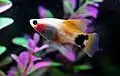 Platy Lune "mickey", forme Hi-fin (femelle).