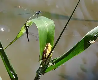 Description de l'image Golden Dwarf Reed Frog imported from iNaturalist photo 62942511 on 17 April 2022.jpg.