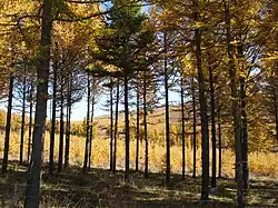 La forêt à l'automne