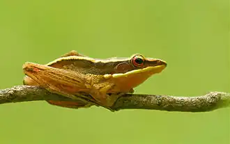 Description de l'image Golden frog (Hylarana aurantiaca), Agumbe.jpg.