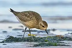 Photographie d'un Pluvier doré marchant sur du sable, en train d'examiner le sol, penché en avant.