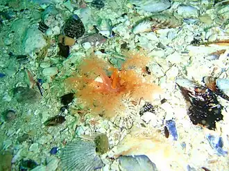 Thyone aurea, un Phyllophoridae