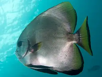 Description de l'image Golden spadefish (Platax boersii) Indonesia.jpg.