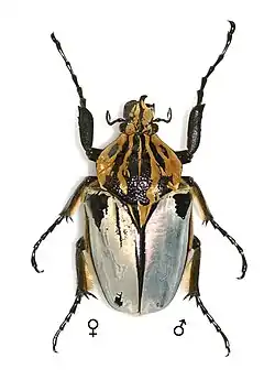 Goliathus cacicus (individu gynandromorphe)(Musée d'histoire naturelle de Lille)