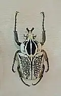 Goliathus orientalis meleagris (Zaïre)