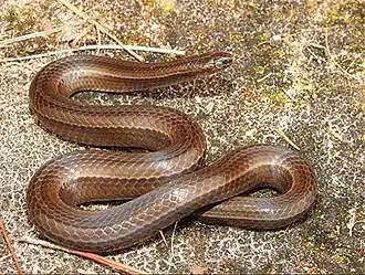 Description de l'image Gomesophis brasiliensis.jpg.