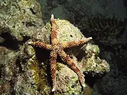 Une étoile de mer égyptienne (Gomophia egyptiaca)