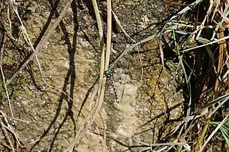 Description de l'image Gomphomacromia paradoxa - Flickr - Pato Novoa.jpg.