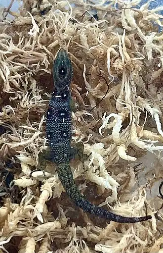 Description de l'image Gonatodes daudini.jpg.