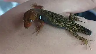 Description de l'image Gonatodes riveroi 3483843.jpg.