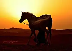 Coucher du soleil derrière un cheval gris et un cavalier bédouin.