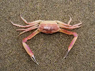 Goneplax rhomboides (Goneplacidae)