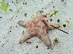 Goniodiscaster seriatus