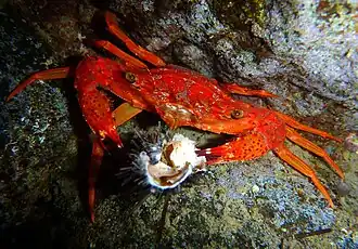 Gonioinfradens paucidentatus