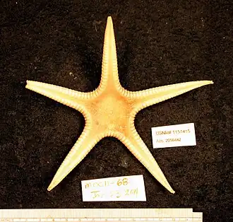 Goniopecten demonstrans (Goniopectinidae)