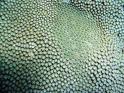 Goniastrea fruiticosa