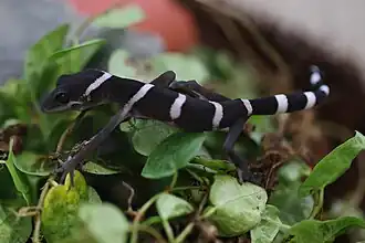 Description de l'image Goniurosaurus huuliensis.jpg.