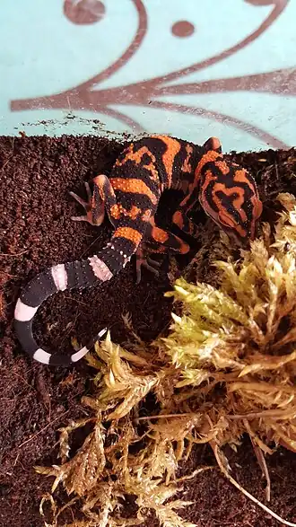 Description de cette image, également commentée ci-après