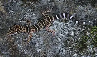 Description de l'image Goniurosaurus yingdeensis (10.3897-zookeys.986.47989) Figure 5 (cropped).jpg.