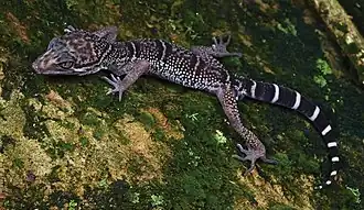 Description de l'image Goniurosaurus zhelongi (10.3897-zookeys.986.47989) Figure 5 (cropped).jpg.