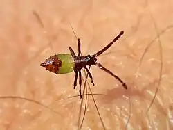 Une juvénile de stade précoce.