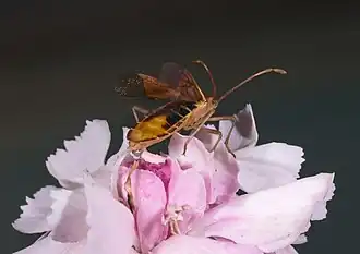 Envol sur un œillet