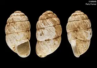 Description de l'image Gonospira turgidula (MNHN-IM-2000-30991).jpeg.