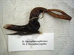 Spécimen naturalisé