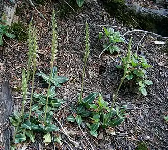 Description de l'image Goodyera oblongifolia (Western rattlesnake plantain).jpg.