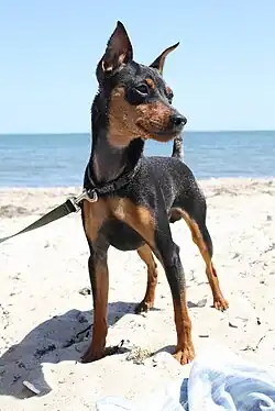 Pinscher nain.