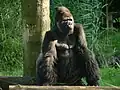 Gorille (Gorilla gorilla, Mammalia, Hominidae, Gorillinae)