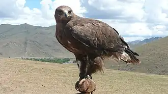 Fauconnerie à Gorkhi-Terelj