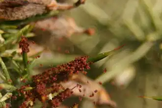 Toile d'une colonie sur un Ajonc d'Europe en Nouvelle-Zélande.