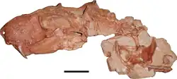 Photo des deux blocs constituant la majorité de l'holotype de Gorynychus masyutinae montré en articulation (le crâne en vue latérale gauche ainsi que des fragments de vertèbres, des côtes et des os des épaules). La barre d'échelle est égale à 5&nbsp;cm.